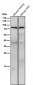 Anti-STK39 Rabbit Monoclonal Antibody